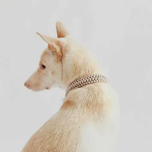 jupiter woven collar
