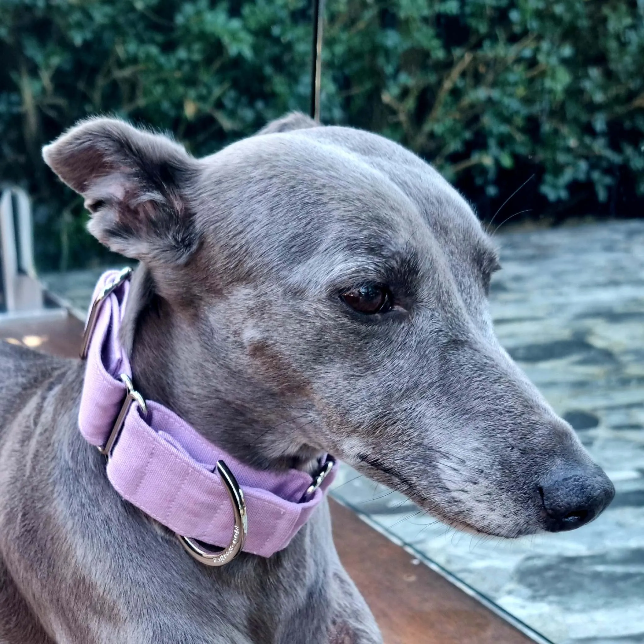 Lilac purple martingale collar - Water resistant